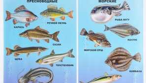 Vse o učitelju rib za otroke in ne samo.